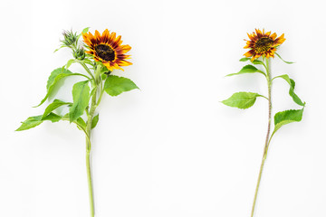 Wall Mural - Two sunflowers on white background