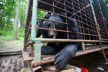 Himalayan Bear In An Iron Cage. The Bear Looks Through The Cage With Sad Eyes. Himalayan Bear In Captivity.