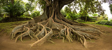 Elevated Tree Roots In Park