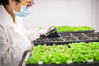 © Mint Images - Asian scientist examining plants in laboratory