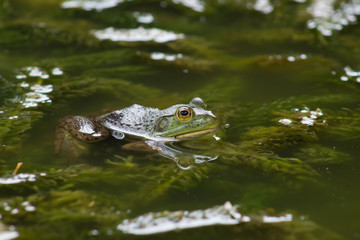 Wall Mural - little frog climbing on the water