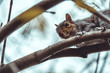 Gray squirrel looking through branches from above