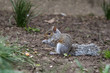 Cute baby gray squirrel eating