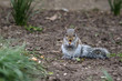 Cute baby gray squirrel eating