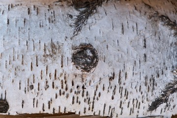 Pile of a birch firewood