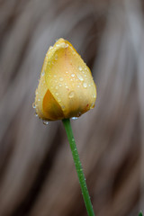 solitary yellow tulip blooming in the rain