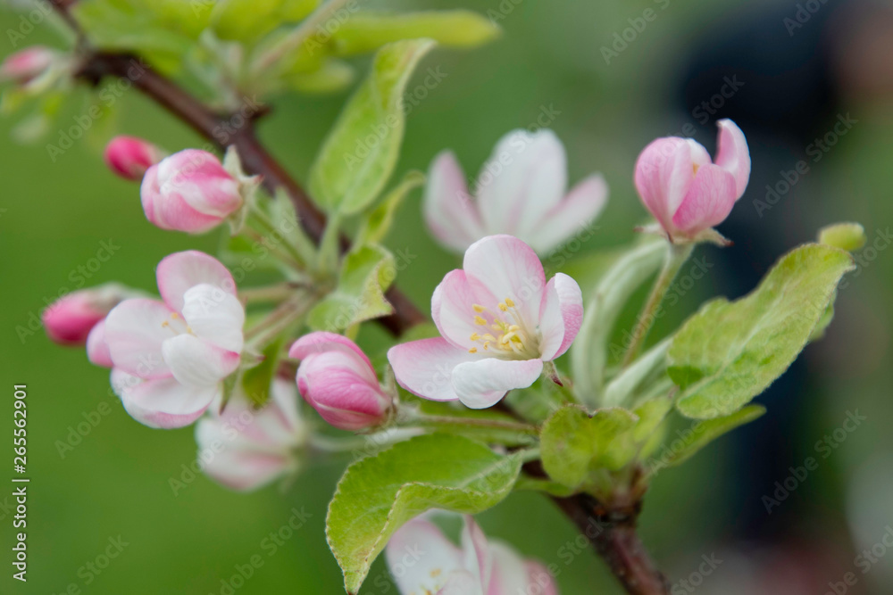 Apple tree blooms, flower buds in the garden. - obrazy, fototapety, plakaty 