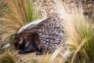 Wall Mural - porcupine