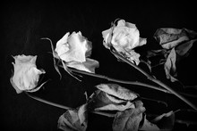 Dried White Rose On A Dark Background Close Up. Black And White