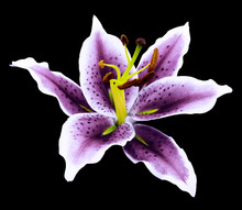 Purple Lily Flower On A Black Background Isolated  With Clipping Path. For Design. Nature.