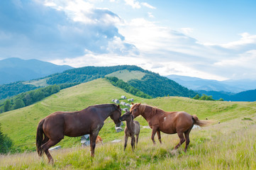 Wall Mural - horses in nature. beautiful horses