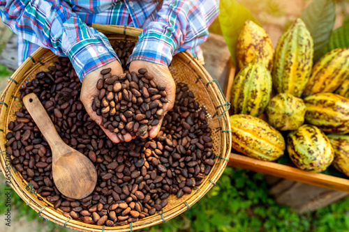 Hands holding Cocoa Beans, Aromatic cocoa beans as background, Cocoa Beans and Cocoa Fruits on wooden.
