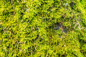 The young green moss on the bark of a tree in the forest of poplar