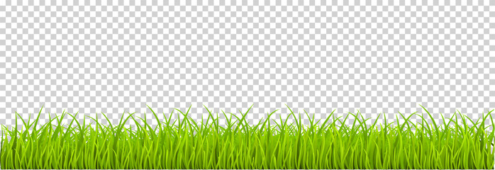 Wall Mural - Green Grass realistic. Spring grass, field, nature eco - stock vector.