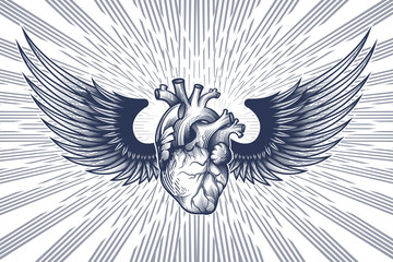 Wall Mural - Human heart with wings.  Vector illustration in engraving technique on star rays background. Anatomically correct hand drawn line art. Tattoo, tee shirt print design.