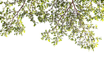 Wall Mural - Green leaf and branches on white background