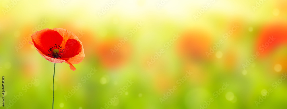 blooming poppy on blurred field background - obrazy, fototapety, plakaty 
