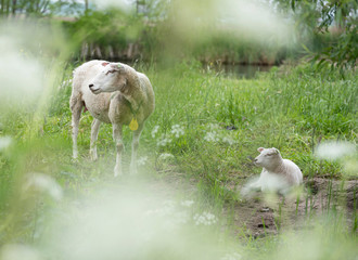 Wall Mural - young lambs and sheep in green grassy field with spring flowers between amsterdam and utrecht in holland