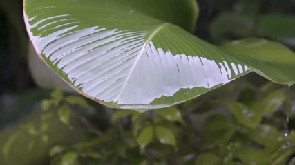 Wall Mural - Tropical rain close up, Drops of a rain fall and roll down from big green leaves,Slow motion