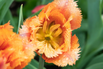 Wall Mural - Fringed Tulip in Bloom in Springtime