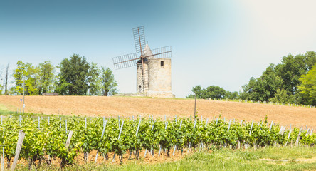 Wall Mural - old windmill behind vines near Saint Emilion in France