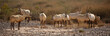 Group of Arabian oryx in semi-desert steppe of Jordan