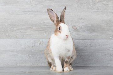 Large white and brown rabbits are sitting with a wood grain background.