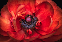 Detailed Fine Art Still Life Color Macro Of The Inner Heart Of An Isolated Single Dark Red Buttercup Blossom On Black Background With Detailed Texture