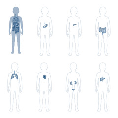 Sticker -  illustration of child internal organs in boy body