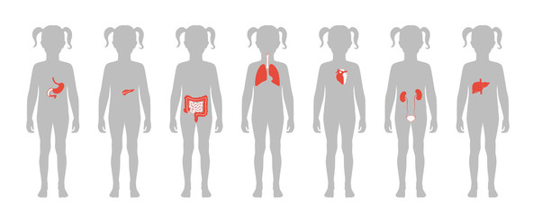 Poster - Human internal organs vector