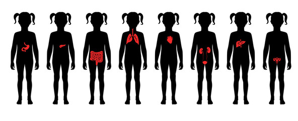 Sticker - Human internal organs vector