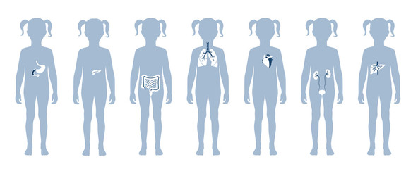 Wall Mural - Human internal organs vector