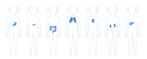 Poster - Human internal organs vector