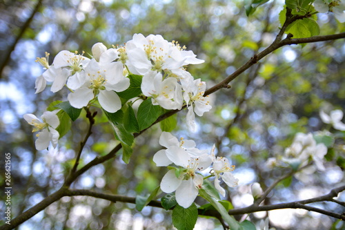 Dekoracja na wymiar  kwiat-jablon