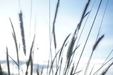 Fototapeta Dmuchawce - Selective soft focus of beach dry grass, reeds, stalks blowing in the wind at golden sunset light, horizontal, blurred sea on background, copy space/ Nature, summer, grass concept