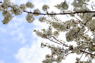 Spring flowers. Branches of blossoming cherry against the blue sky. White flower. Spring background. Cherry blossoms.