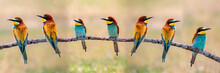 Meeting Of Four Bee-eaters
