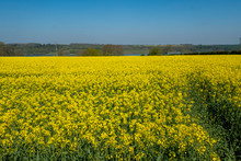 Beautiful Landscape Of Canola Seed Farm During Blooming Season In Spring.