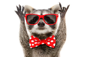Wall Mural - portrait of a funny raccoon in sunglasses and in bow showing a rock gesture