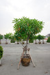 © pichet - palm tree in the garden
