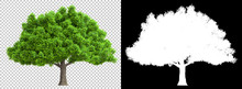 A Tree Isolated With High Detailed Leaves With Clipping Path And Alpha Channel