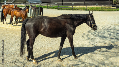 Feeding Horses Thoroughbred Horses In Corral Eating Hay From A
