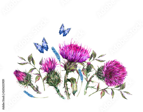 Illustration Thistle