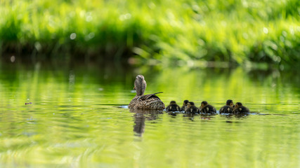 mother duck with its chickens on a lake