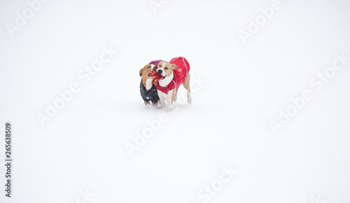 Short Haired Dogs Playing In Fresh Snow While Wearing Jackets