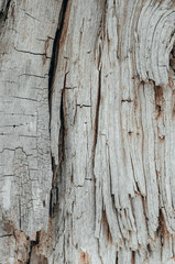 Texture of an old, fallen tree.Wood background.