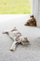 Poster - cat sleeping with her daughter