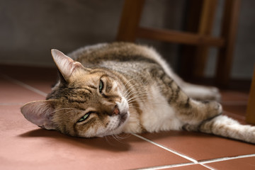 Canvas Print - cat sleeping on the ground