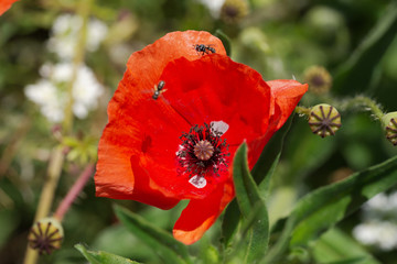 Red wild poppy flower close up in a field