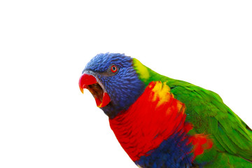 Poster - The rainbow lorikeet (Trichoglossus moluccanus) sitting on the branch with open beak. Extremely colored parrot isolated with a white background.